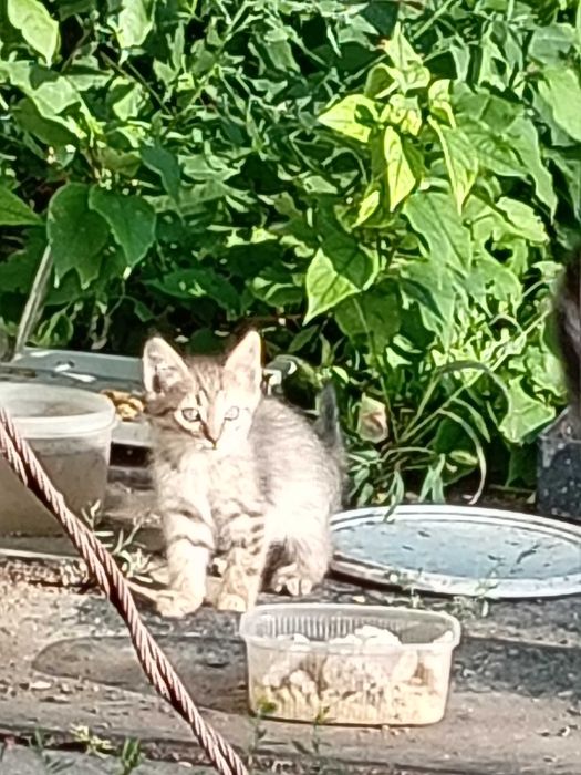 Котята ждут своих маму и папу.