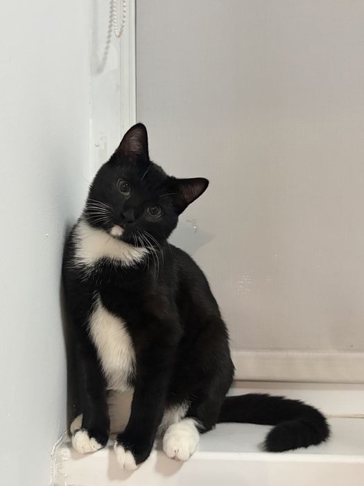 Котенок подросток