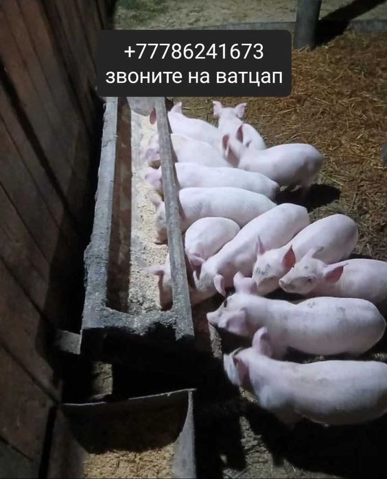 Продажа поросят хорошие