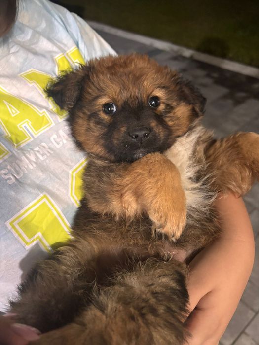 Ofer căței pentru adopție .