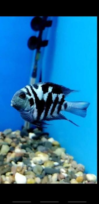 popugay balig'i (panda popugay)