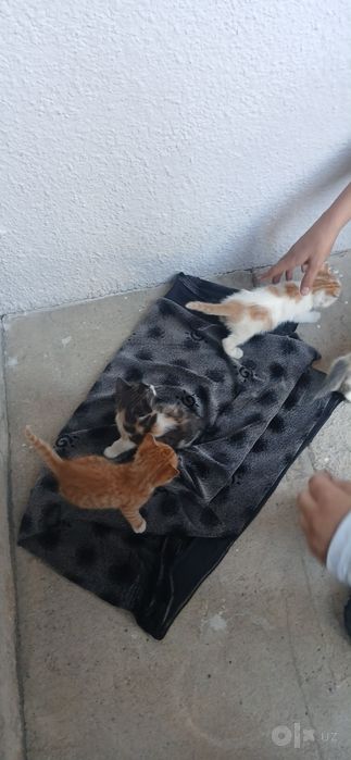 Котята 4 штук бесплатно. 1.5 месячные. Домашние. Чистые.