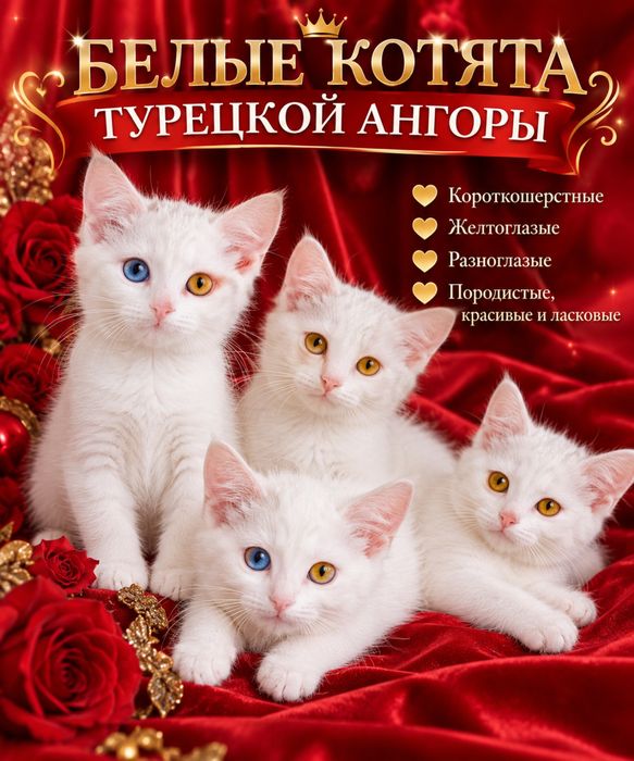 Котята турецкой ангоры