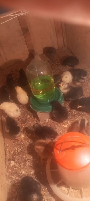 Продам цыплят от домашних кур