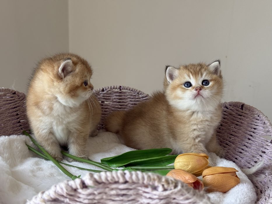 Золотая британская шиншилла ny 12