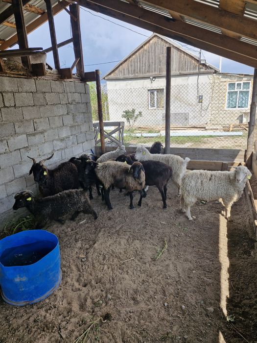 Қой сатамын. Продам баранов