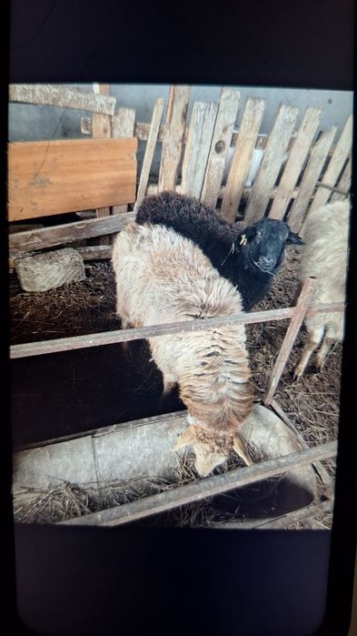 Мал сауда коилар бар семыз