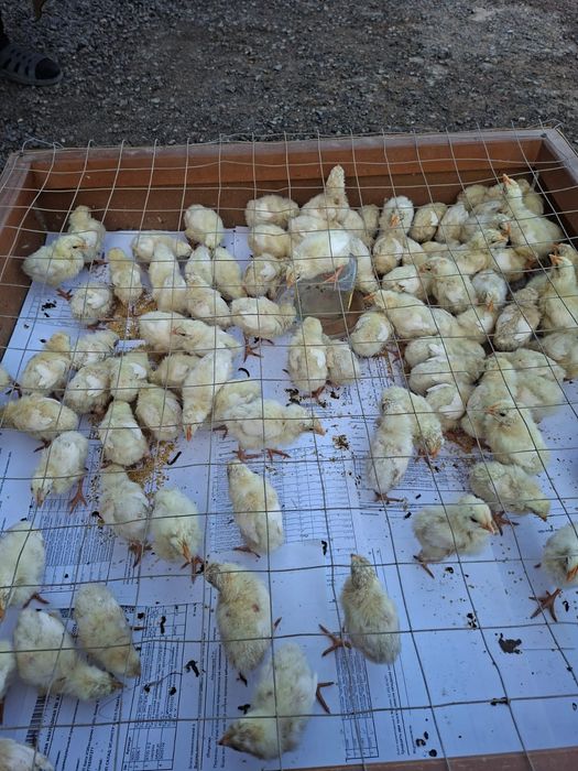 Продам цыплят петушков