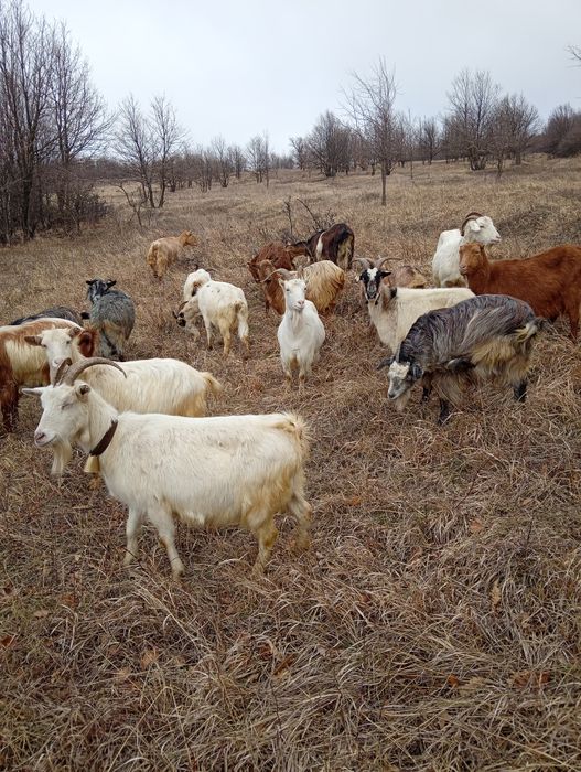 Vănd 20 de capre fătae și ne fătae restu urmeză să fete