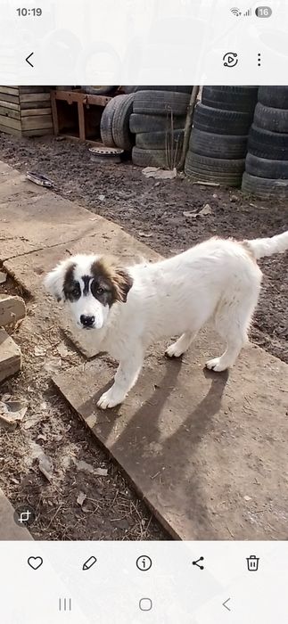 Ciobanesc de Bucovina