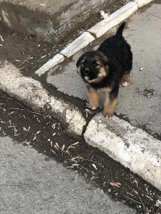 щенки бесплатно тегін