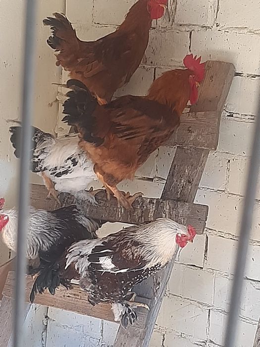 Schimb sau vand 20 de cocoși tineri frumoși Crescuți la curte bio