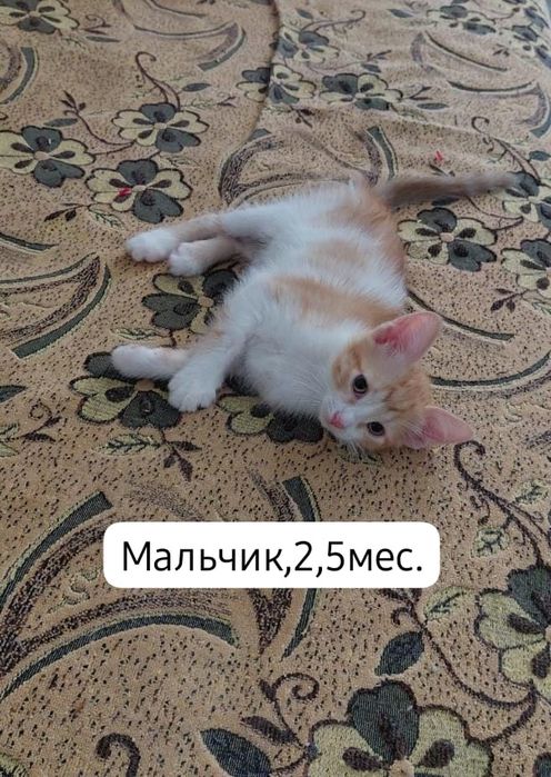 Котята бесплатно⁹