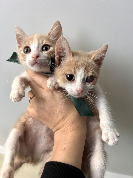 Подарявам котета