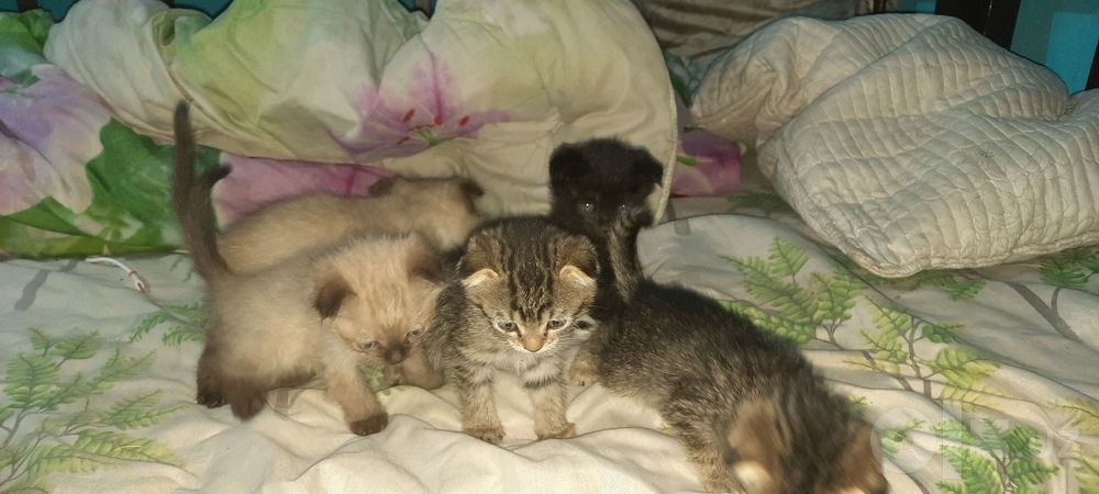 Вислоухие котята