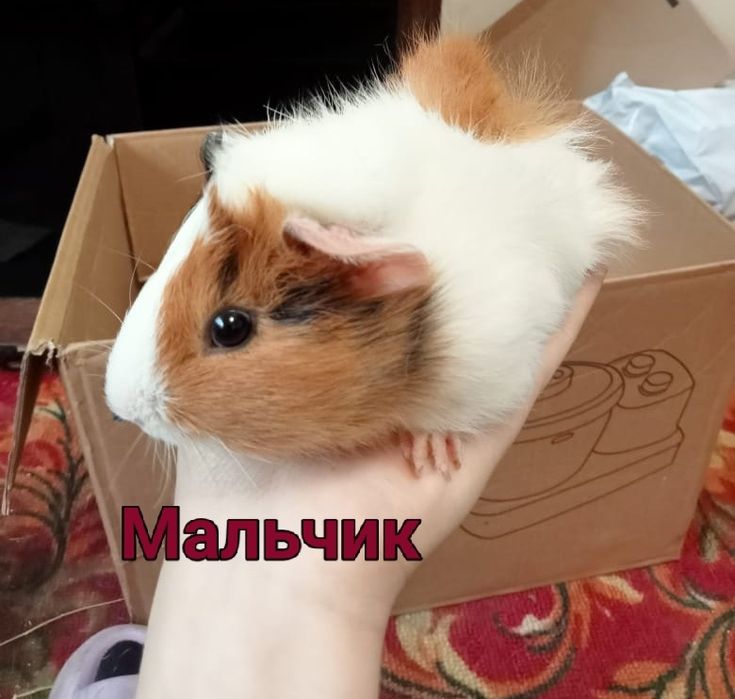 Продам морских свинок
