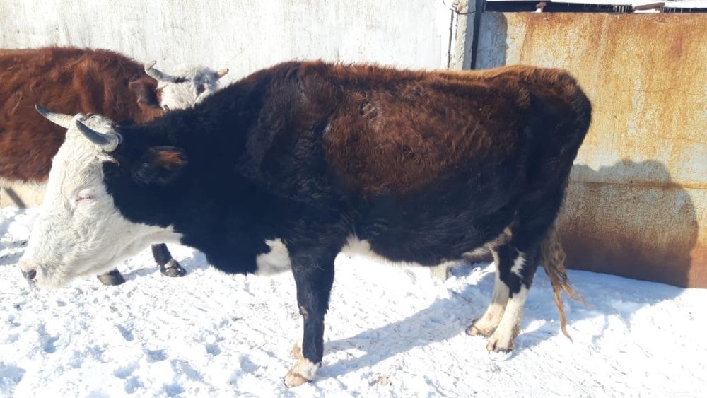 Бұзаулы сауын  сиырлар