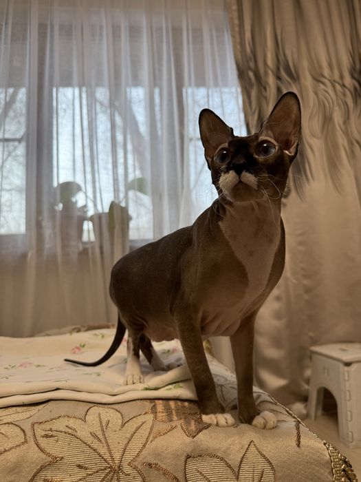 Продается кот породы Донской сфинкс