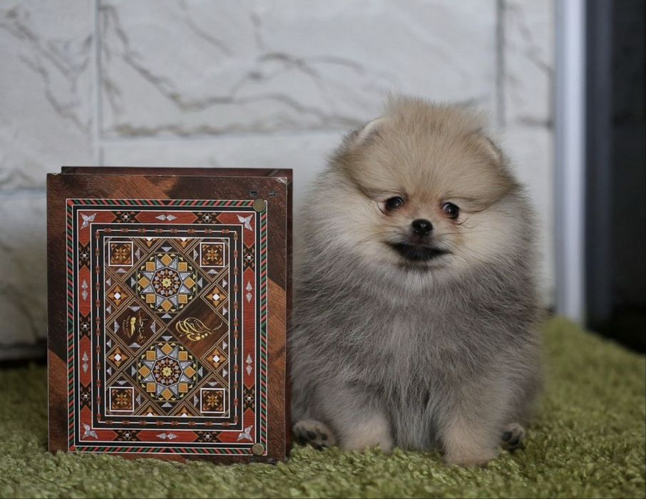 Щпиц померанский с документами рассрочка