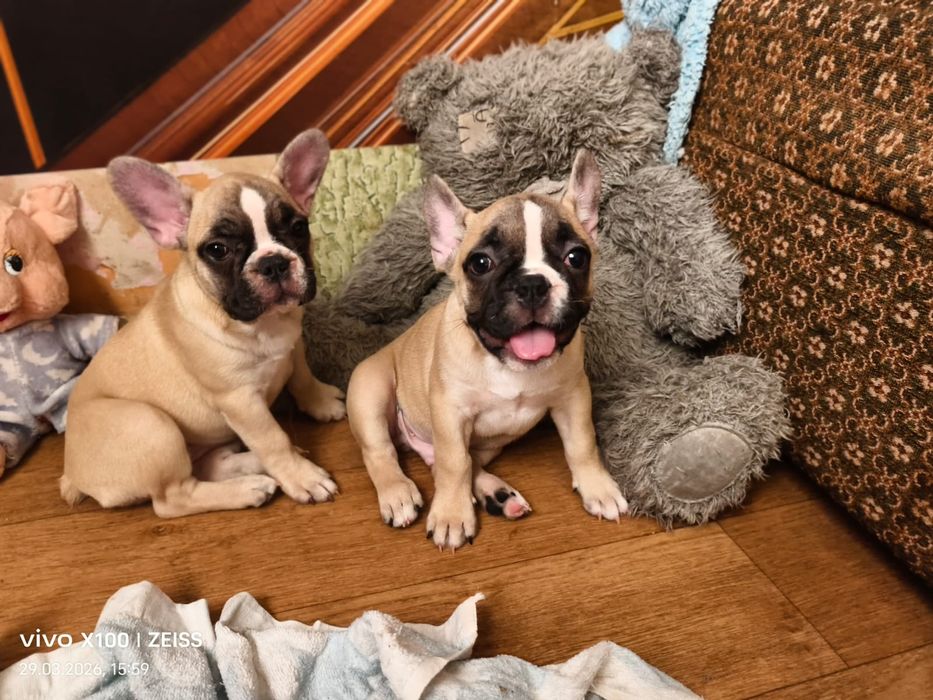 Щенки французского бульдога.