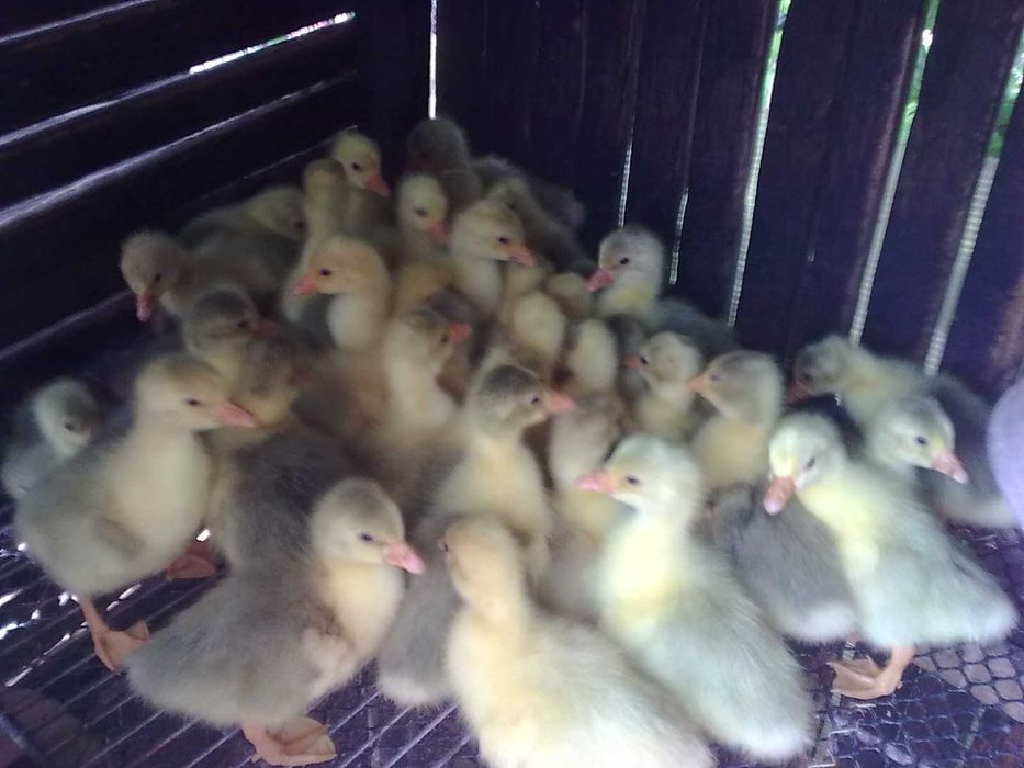 Boboci  de Gâscă ALBI