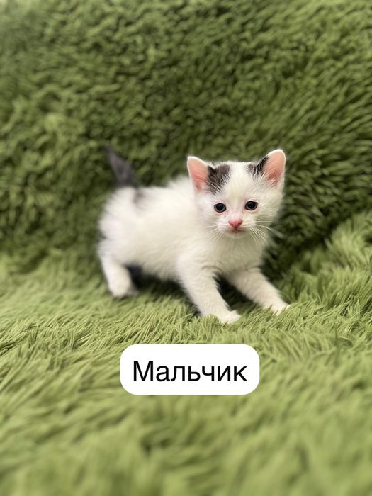 Хорошенькие котята