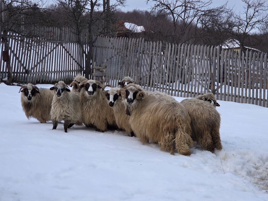 Vand oi turcane breze