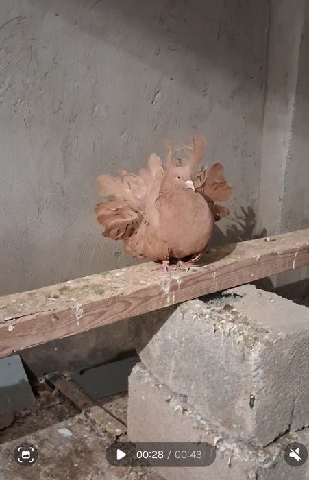 Павлин.голуб.крупный самец