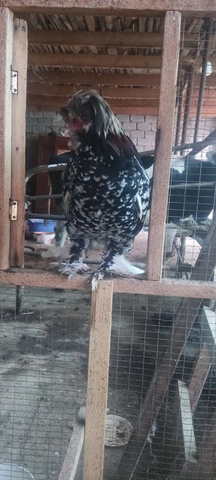 Yaponka para 1ta 1 ta tovuq