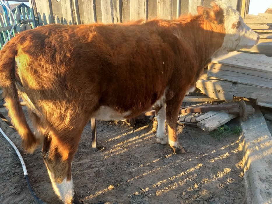 Сатам продам коров и тёлок.