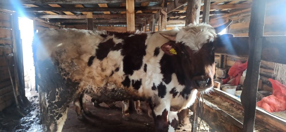 Срочно продам бычка