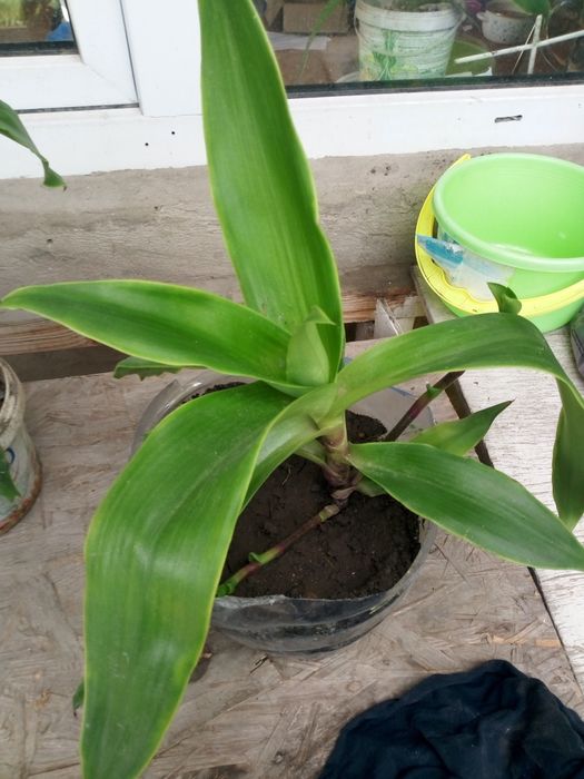 Золотой ус продам