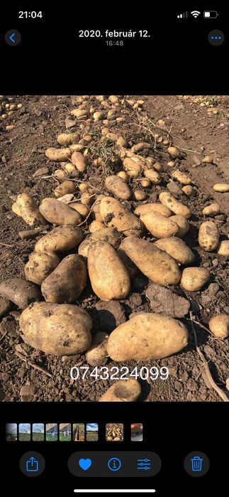 Cartofi consum alb si rosu