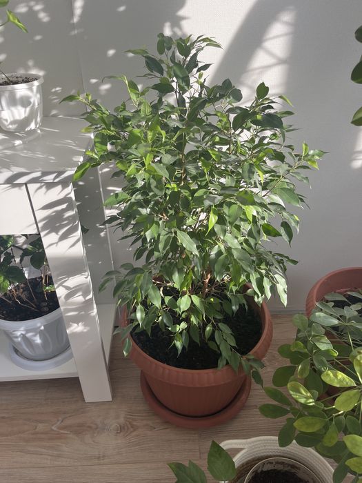 Продаю фикус Наташа