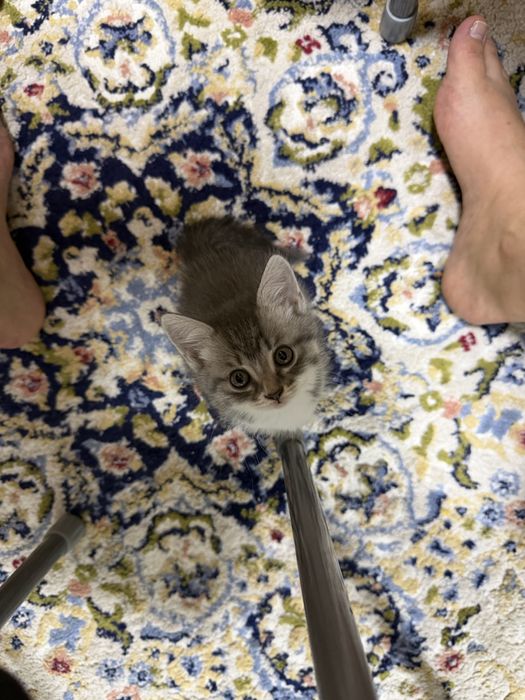 Котенок бесплатно