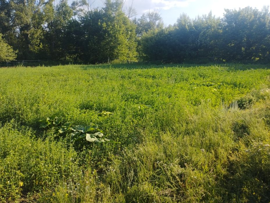 Продам дом в поселке красный кордон
