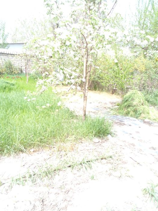 Дача в Янгиюльском р-не