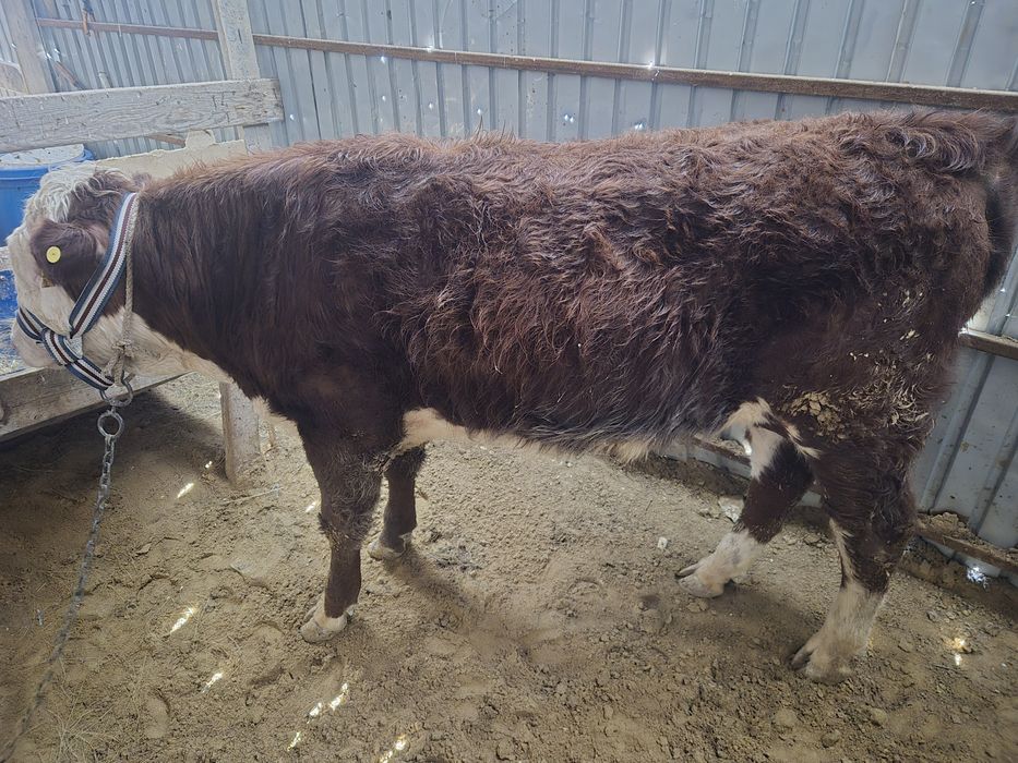 Ак бас Семинар  бука