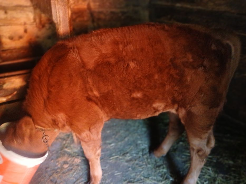 Vând vițea Angus
