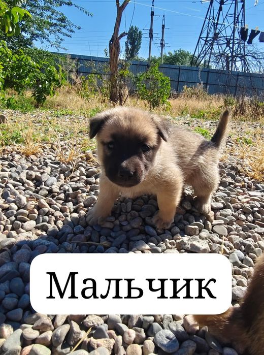 Отдам в хорошие руки