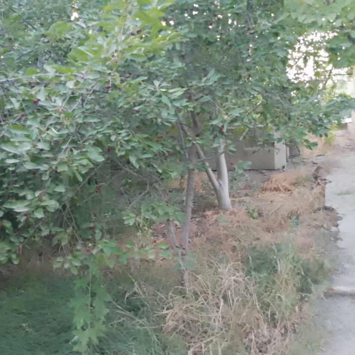 Dacha sotiladi ,2 qavatli,1 qavat 3 xona, 2 qavat 2 xona, sarayi bor