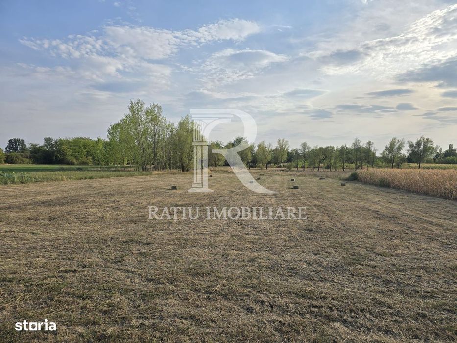 Teren intravilan 6.514mp | 39m front stradal | Ciocaia, Săcuieni