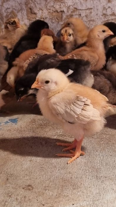 Хонаки жужалар! ДОМАШНЫЕ ЦЫПЛЯТА