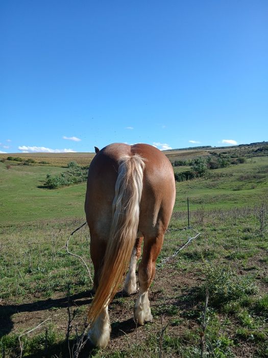 Vând harmasar foarte cuminte vârstă de 5 ani merge și la căruță