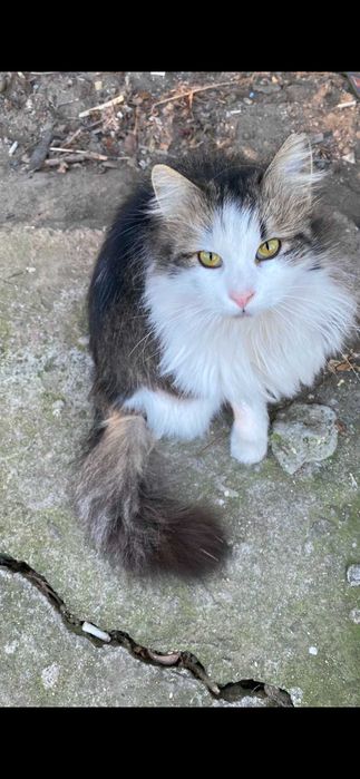 Подарявам   женско коте