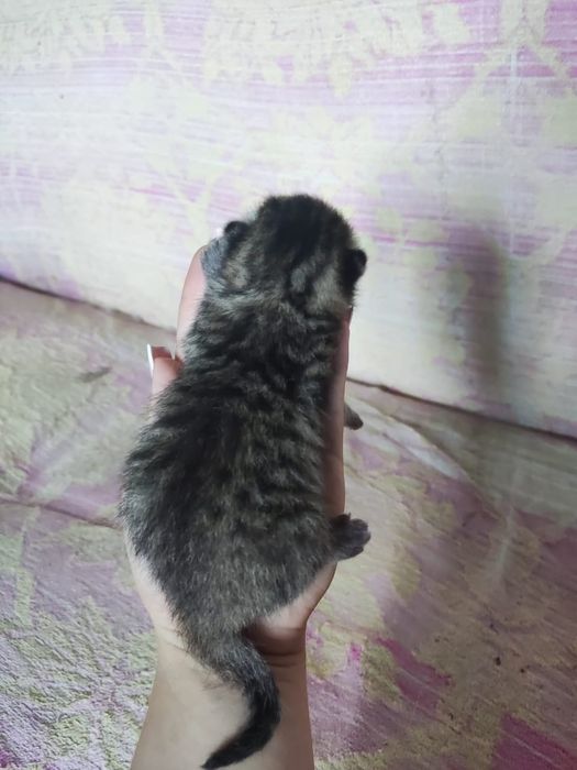 Продам котят 15 тыс