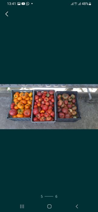 Продам помидоры свежие