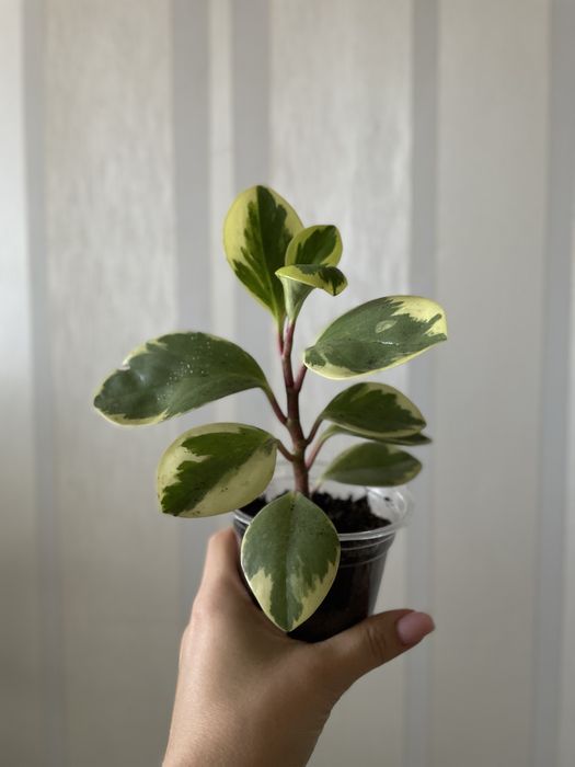 Продам комнатные растения