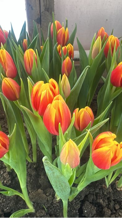 Тюльпаны оптом местные