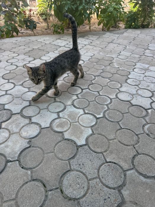 Отдам кошку в хорошие руки